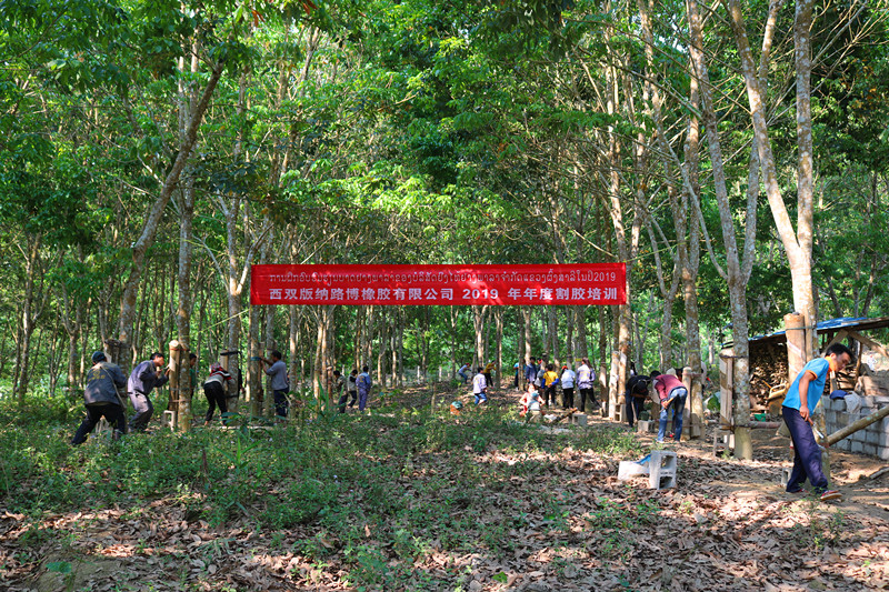  ��˾�_(k��i)չ2019��ȸ��z��Ӗ(x��n)���(d��ng)